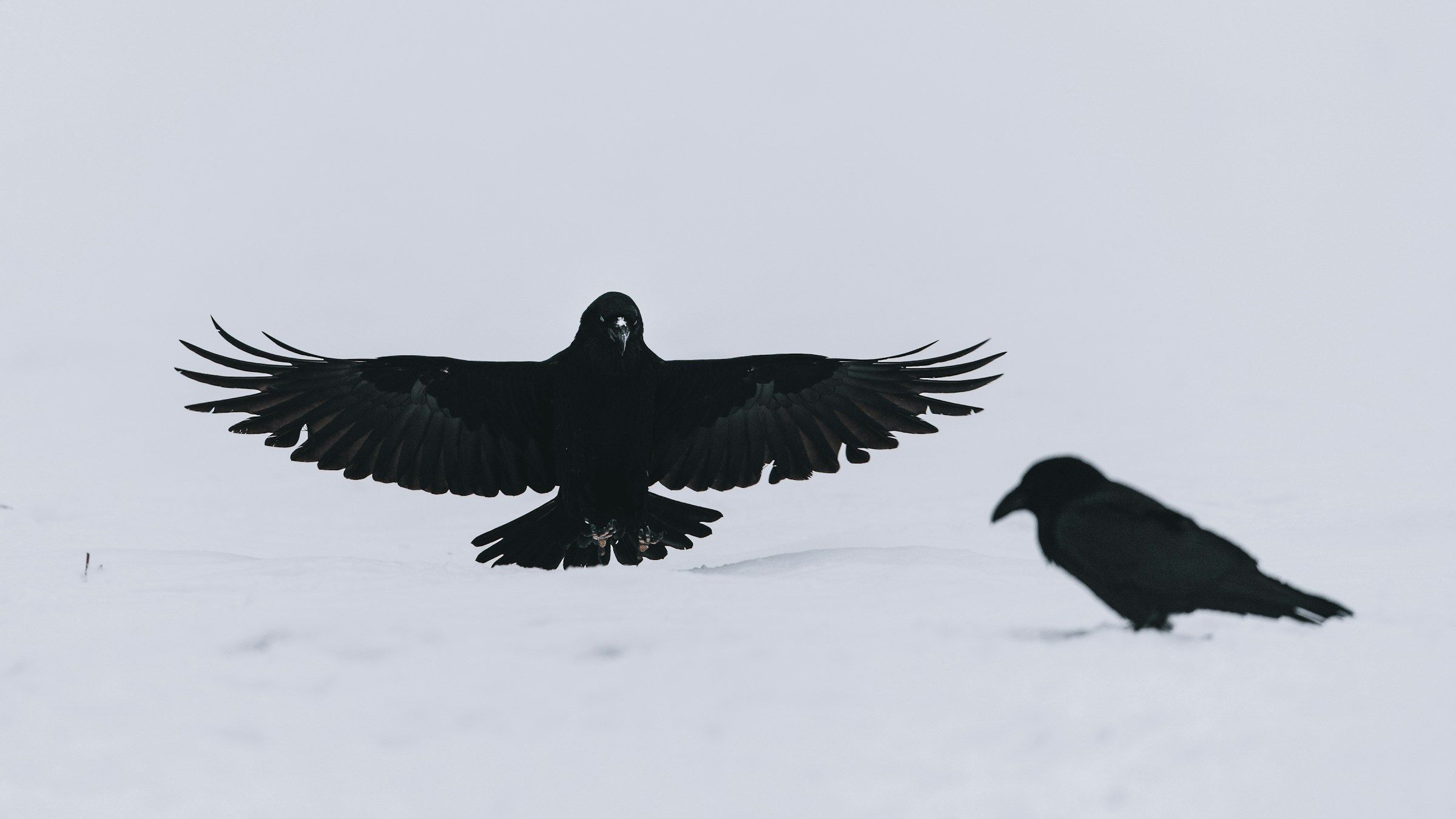 Two black ravens perched on a pale rock, in black and white